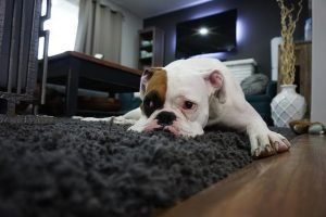 Boxer laying on rug